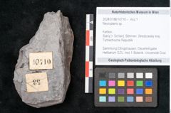 Foto (Objekt + Etikett) von Neuropteris sp.  (NHMW-GEO-2024-0188-10710)